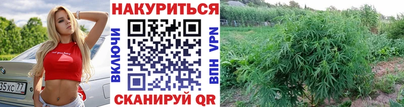 Шишки марихуана Amnesia  Купить закладки  Шадринск 